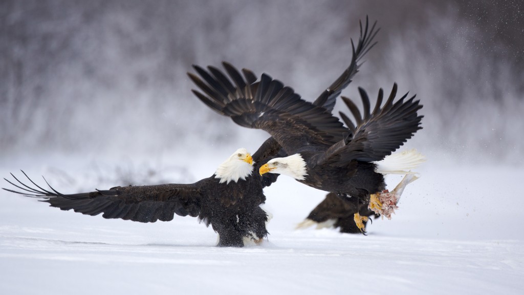 USA, Alaska, Chilkat Bald Eagle Preserve, Bald eagle (Haliaeetus leucocephalus)